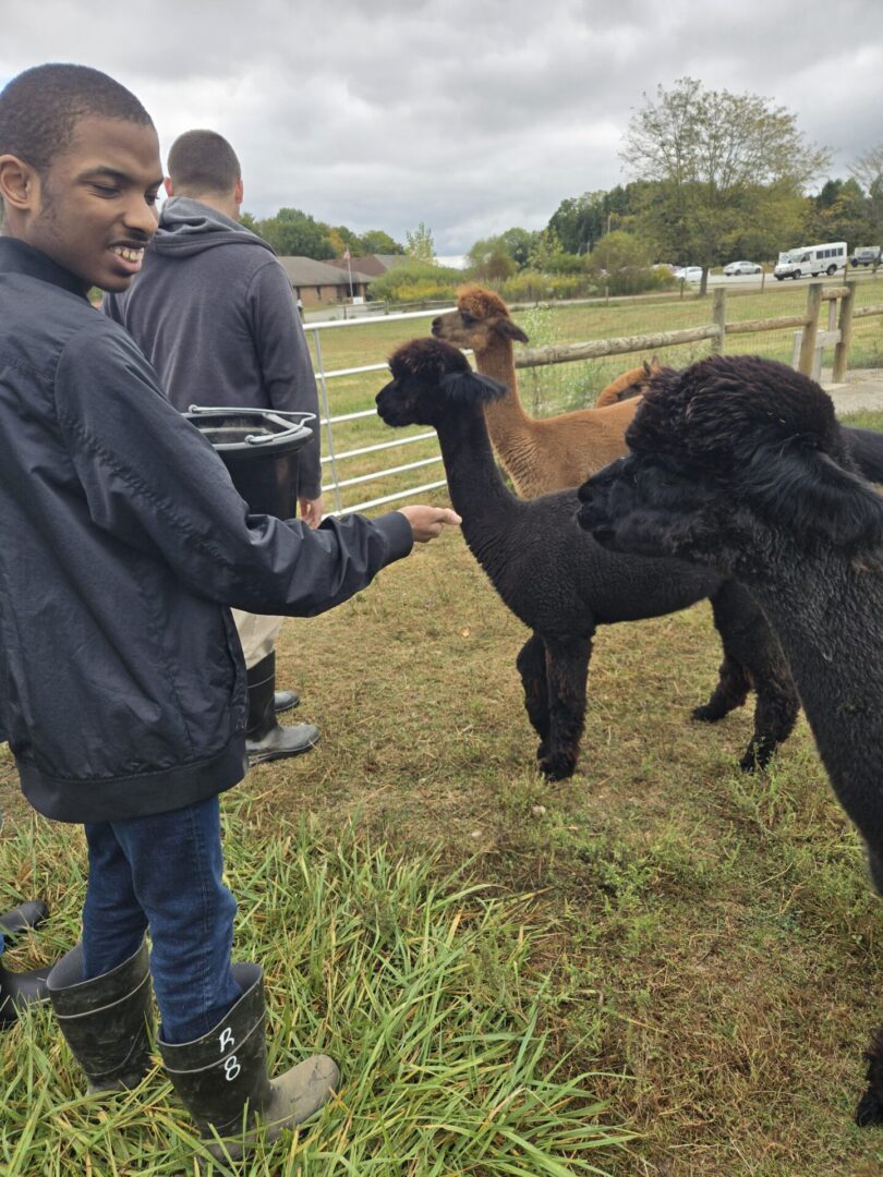 Two alpacas being fed by a young boy outdoors.